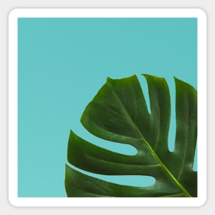 Monstera Leaf on sky ocean blue Background- Tropical Plant Vibe Sticker